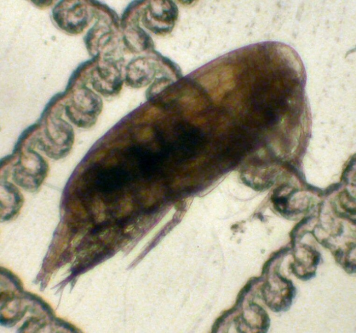Scolecithricella minor Scolecithricella minor