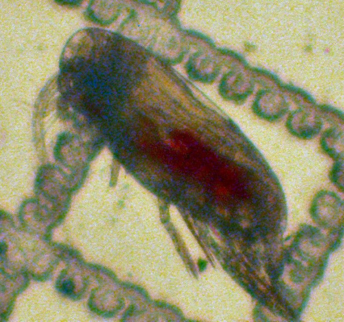 Scolecithricella minor Scolecithricella minor