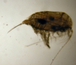 Copepoda