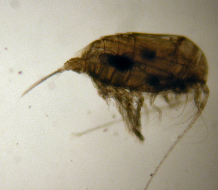 Scolecithrix Scolecithrix
