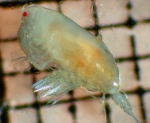 Crustaceans