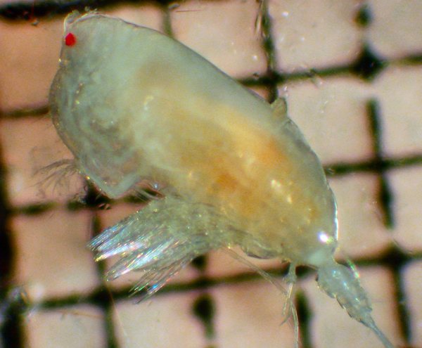 Scottocalanus persecans