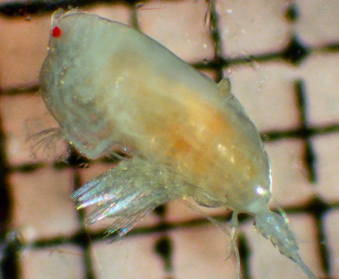 Scottocalanus persecans Scottocalanus persecans