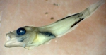 Sebastes jordani