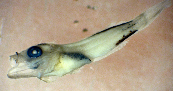 Sebastes jordani Sebastes jordani