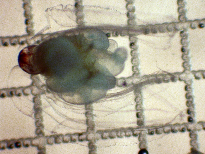 Siphonophorae Siphonophorae