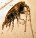 Spinocalanus longicornis, author: Fisheries and Oceans Canada, Moira Galbraith