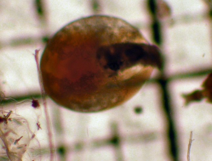 Cephalopoda Cephalopoda