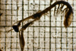 Stomatopoda, author: Fisheries and Oceans Canada, Moira Galbraith