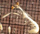 Stomatopoda, author: Fisheries and Oceans Canada, Moira Galbraith