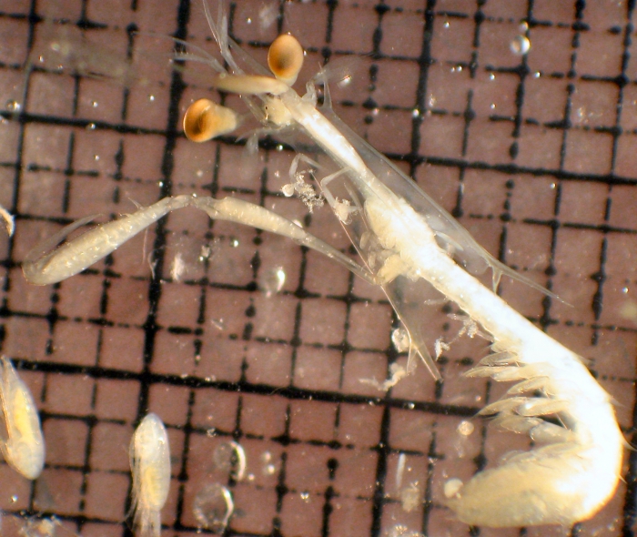 Stomatopoda Stomatopoda