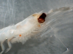 Euphausiacea