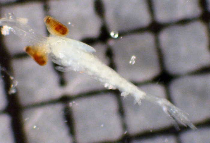 Stylocheiron Stylocheiron