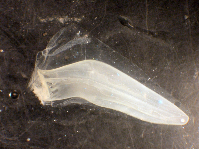 Sulculeolaria Sulculeolaria