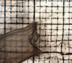 Sulculeolaria biloba, author: Fisheries and Oceans Canada, Moira Galbraith