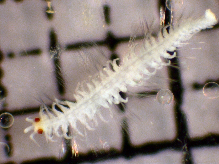 Syllidae Syllidae