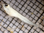 Tarletonbeania crenularis