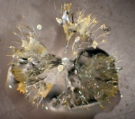 Phaeodarea, author: Fisheries and Oceans Canada, Moira Galbraith