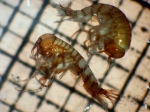 Amphipoda