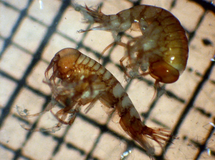 Themisto pacifica Themisto pacifica