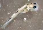 Theragra chalcogramma