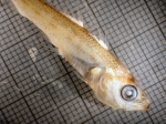 Theragra chalcogramma, author: Fisheries and Oceans Canada, Moira Galbraith