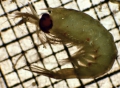 Euphausiacea