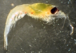 Euphausiacea