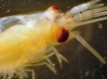Crustaceans