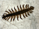 Polychaetes
