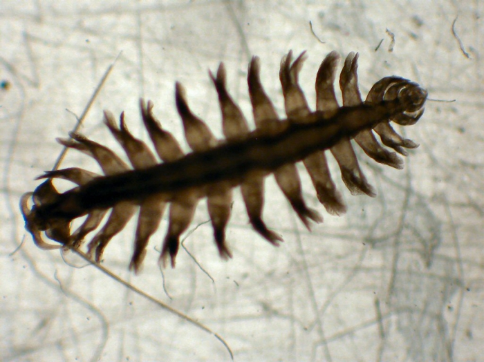 Tomopteris cavalli Tomopteris cavalli