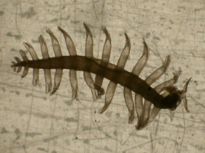 Tomopteris elegans Tomopteris elegans
