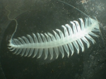 Tomopteris (Johnstonella) pacifica, author: Fisheries and Oceans Canada, Moira Galbraith