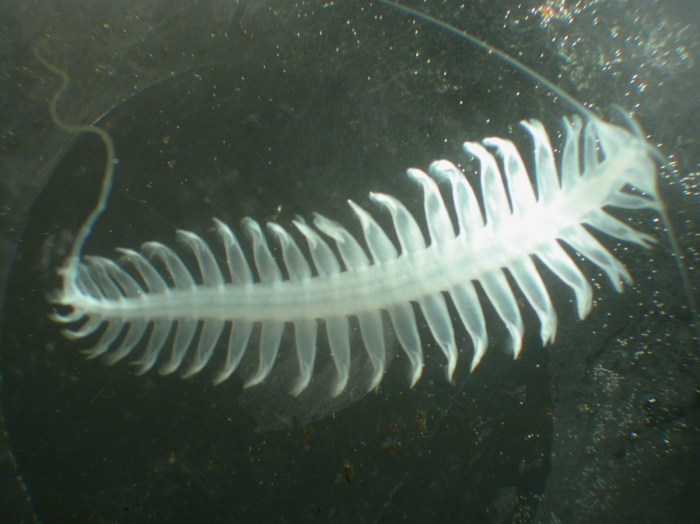 Tomopteris (Johnstonella) pacifica Tomopteris (Johnstonella) pacifica