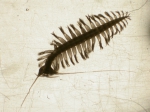Tomopteris septentrionalis, author: Fisheries and Oceans Canada, Moira Galbraith