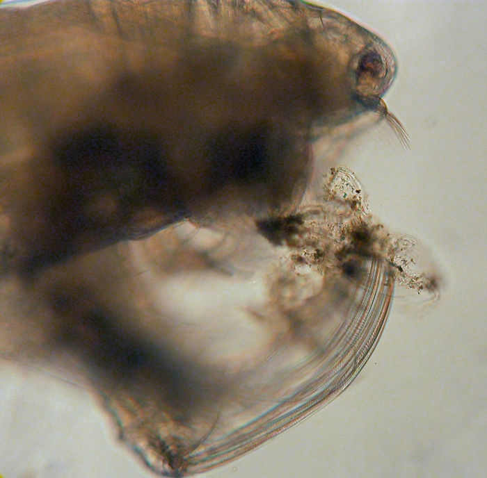 Tortanus Tortanus