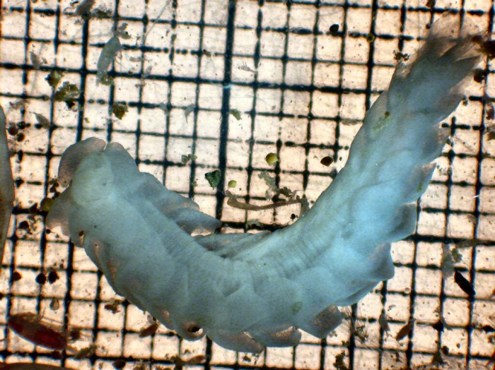 Travisiopsis lobifera Travisiopsis lobifera