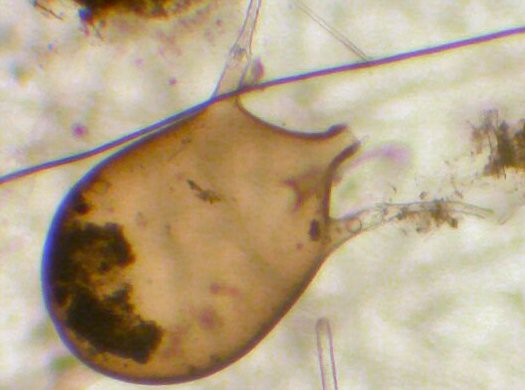 Tuscaroridae Tuscaroridae