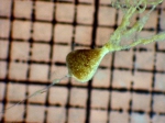 Phaeodarea, author: Fisheries and Oceans Canada, Moira Galbraith