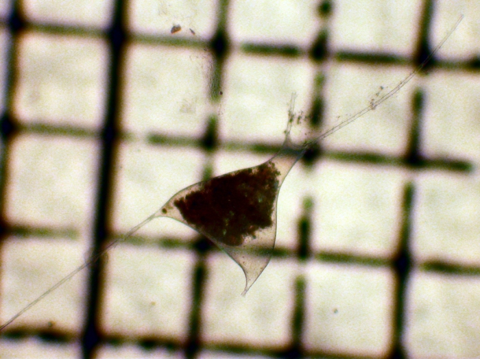 Tuscaroridae Tuscaroridae