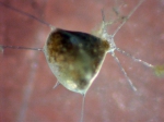 Macroalgae