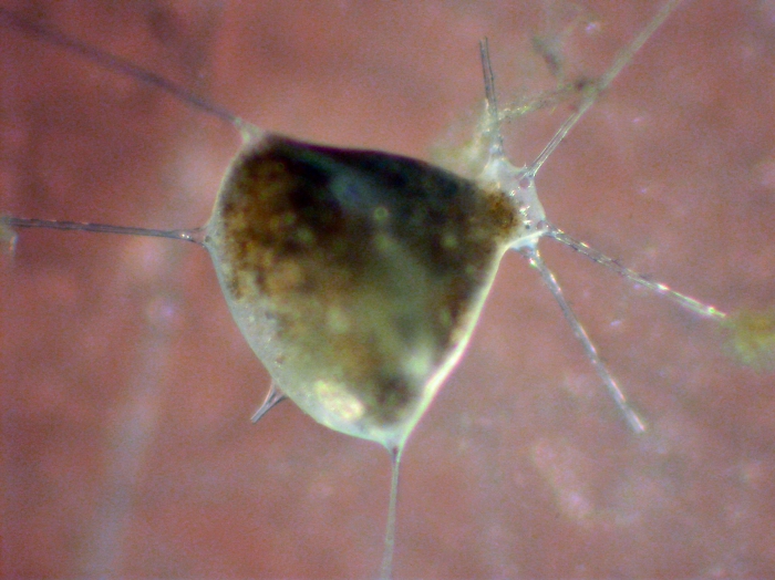 Tuscaroridae Tuscaroridae