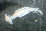 Polychaetes