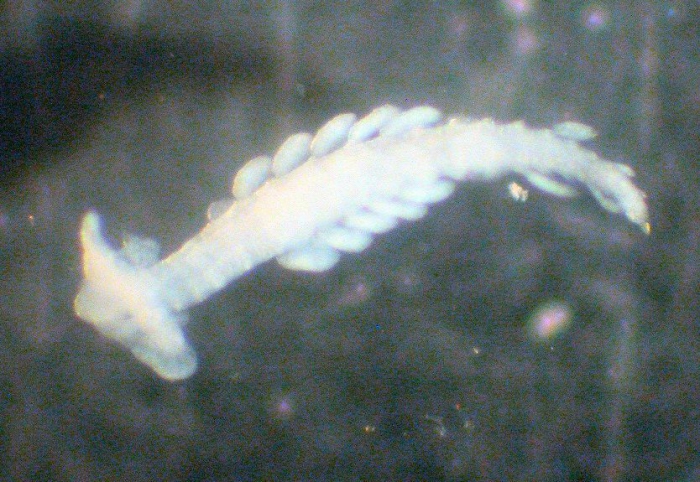 Typhloscolex muelleri Typhloscolex muelleri