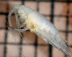 Crustaceans