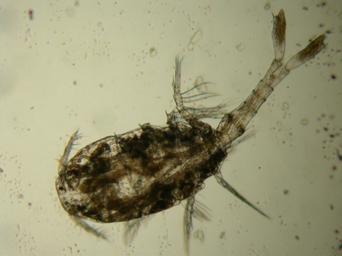 Urocopia Urocopia