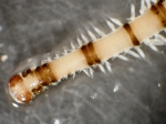 Polychaetes