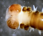 Polychaetes