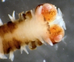 Polychaetes