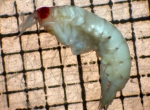 Crustaceans